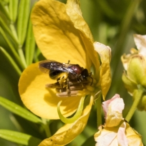 Lasioglossum (Callalictus) callomelittinum at Acton, ACT - 10 Nov 2020