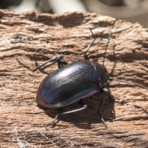 Chalcopteroides columbinus at Cook, ACT - 28 Sep 2020