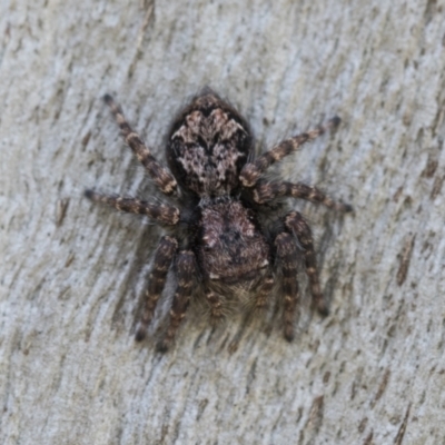 Servaea incana (Hoary Servaea) at Cook, ACT - 28 Sep 2020 by AlisonMilton