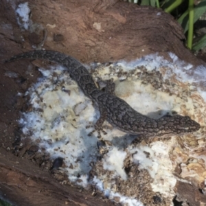 Christinus marmoratus at Cook, ACT - 28 Sep 2020 11:20 AM