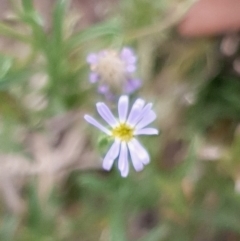 Vittadinia muelleri (Narrow-leafed New Holland Daisy) at Cook, ACT - 24 Feb 2021 by drakes