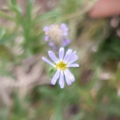 Vittadinia muelleri (Narrow-leafed New Holland Daisy) at Cook, ACT - 25 Feb 2021 by drakes