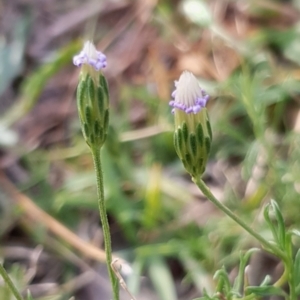 Vittadinia muelleri at Cook, ACT - 25 Feb 2021