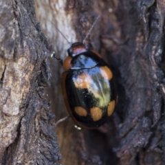 Paropsisterna beata (Blessed Leaf Beetle) at Cook, ACT - 28 Sep 2020 by AlisonMilton