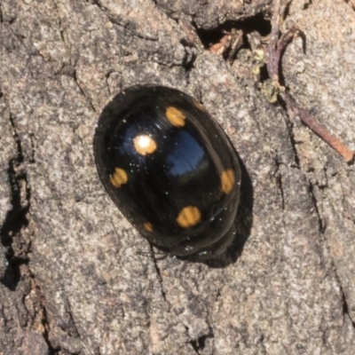 Paropsisterna octosignata (Eucalyptus leaf beetle) at Cook, ACT - 28 Sep 2020 by AlisonMilton