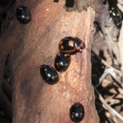 Paropsisterna octosignata at Cook, ACT - 28 Sep 2020 10:30 AM