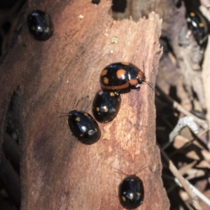 Paropsisterna octosignata at Cook, ACT - 28 Sep 2020 10:30 AM