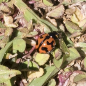 Coccinella transversalis at Cook, ACT - 28 Sep 2020