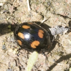 Paropsisterna octosignata (Eucalyptus leaf beetle) at Mount Painter - 28 Sep 2020 by AlisonMilton