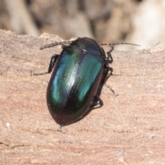 Chalcopteroides columbinus (Rainbow darkling beetle) at Mount Painter - 28 Sep 2020 by AlisonMilton