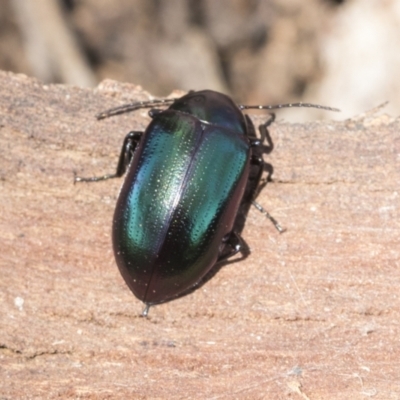 Chalcopteroides columbinus (Rainbow darkling beetle) at Cook, ACT - 28 Sep 2020 by AlisonMilton