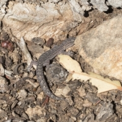 Christinus marmoratus (Southern Marbled Gecko) at Cook, ACT - 28 Sep 2020 by AlisonMilton