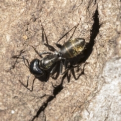 Camponotus aeneopilosus (A Golden-tailed sugar ant) at Cook, ACT - 28 Sep 2020 by AlisonMilton