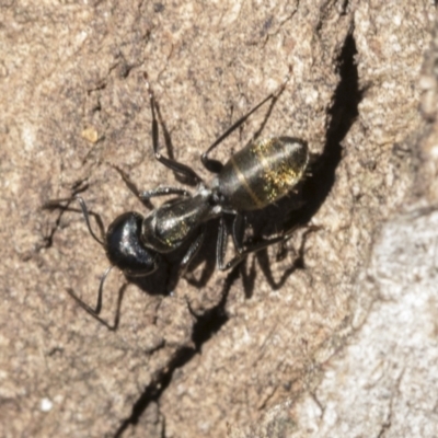 Camponotus aeneopilosus (A Golden-tailed sugar ant) at Mount Painter - 28 Sep 2020 by AlisonMilton