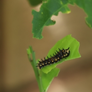 Papilio anactus at Kaleen, ACT - 27 Feb 2021 11:06 AM