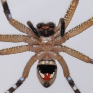 Neosparassus calligaster at Evatt, ACT - 25 Feb 2021 04:52 PM