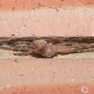 Neosparassus calligaster at Evatt, ACT - 25 Feb 2021