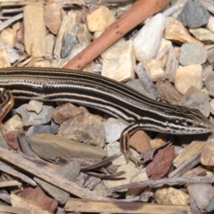 Ctenotus taeniolatus (Copper-tailed Skink) at Acton, ACT - 26 Feb 2021 by TimL