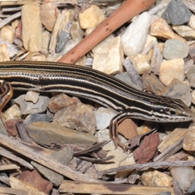 Ctenotus taeniolatus (Copper-tailed Skink) at ANBG - 26 Feb 2021 by TimL