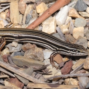 Ctenotus taeniolatus at Acton, ACT - 26 Feb 2021