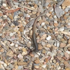 Ctenotus taeniolatus at Acton, ACT - 26 Feb 2021