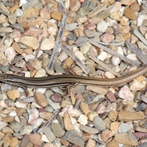 Ctenotus taeniolatus at Acton, ACT - 26 Feb 2021