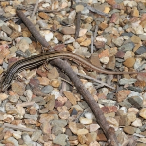 Ctenotus taeniolatus at Acton, ACT - 26 Feb 2021