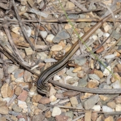 Ctenotus taeniolatus at Acton, ACT - 26 Feb 2021 11:01 AM