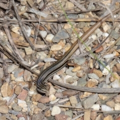 Ctenotus taeniolatus at Acton, ACT - 26 Feb 2021