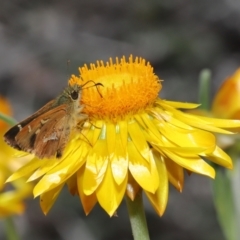 Dispar compacta (Barred Skipper) at ANBG - 26 Feb 2021 by TimL