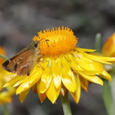 Dispar compacta (Barred Skipper) at ANBG - 26 Feb 2021 by TimL