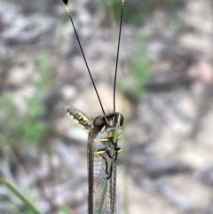 Ascalaphidae (family) (Owlfly) at QPRC LGA - 18 Dec 2020 by Safarigirl