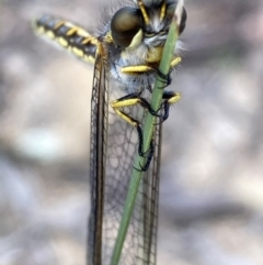 Ascalaphidae (family) at Burra, NSW - 19 Dec 2020