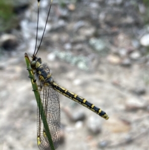 Ascalaphidae (family) at Burra, NSW - 19 Dec 2020