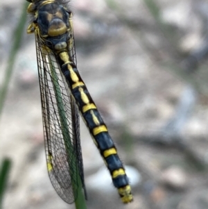 Ascalaphidae (family) at Burra, NSW - 19 Dec 2020