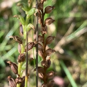 Microtis sp. at Burra, NSW - 27 Feb 2021