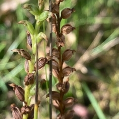 Microtis sp. (Onion Orchid) at Burra, NSW - 27 Feb 2021 by Safarigirl