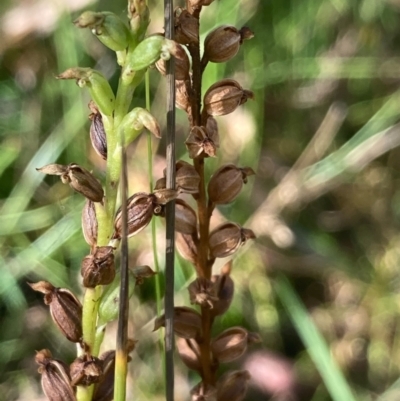 Microtis sp. (Onion Orchid) at Burra, NSW - 27 Feb 2021 by Safarigirl