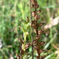 Microtis sp. at Burra, NSW - 27 Feb 2021