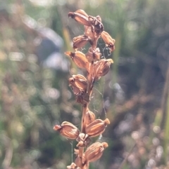 Microtis sp. at Burra, NSW - 27 Feb 2021