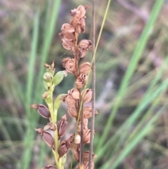 Microtis sp. at Burra, NSW - 27 Feb 2021