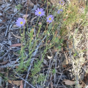 Brachyscome rigidula at Burra, NSW - 27 Feb 2021