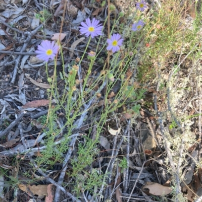 Brachyscome rigidula (Hairy Cut-leaf Daisy) at Burra, NSW - 27 Feb 2021 by Safarigirl