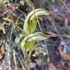Diplodium ampliatum (Large autumn greenhood) at Burra, NSW - 27 Feb 2021 by Safarigirl