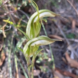 Diplodium ampliatum at Burra, NSW - 27 Feb 2021