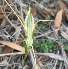 Diplodium ampliatum at Burra, NSW - suppressed