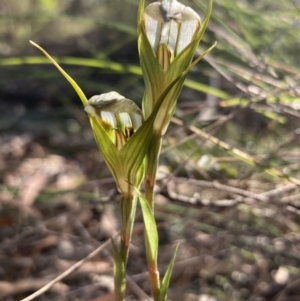 Diplodium ampliatum at Burra, NSW - suppressed