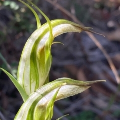 Diplodium ampliatum at Burra, NSW - suppressed