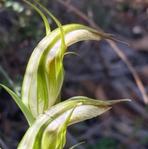 Diplodium ampliatum at Burra, NSW - suppressed