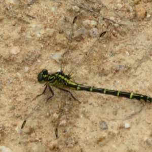 Austrogomphus ochraceus at Cotter River, ACT - 24 Feb 2021